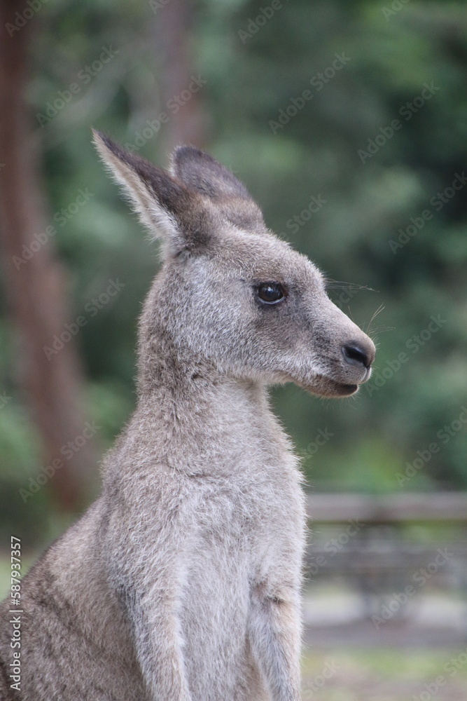 kangaroo 