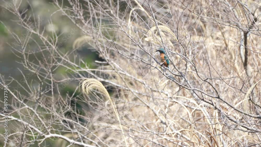 kingfisher on a branch kingfisher on a branch