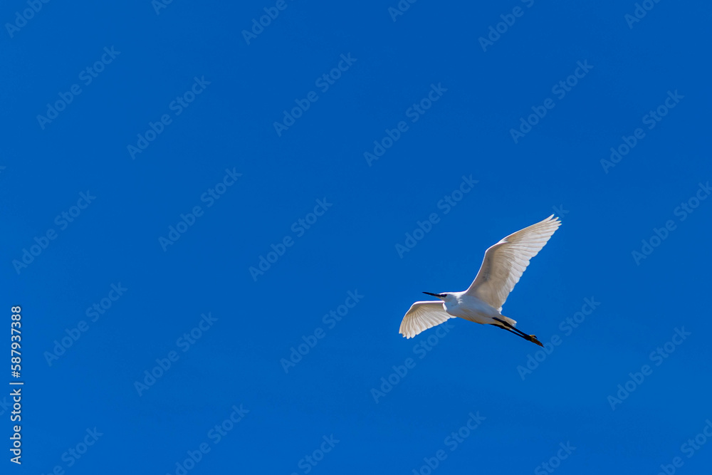 Obraz premium Grande Aigrette en vol