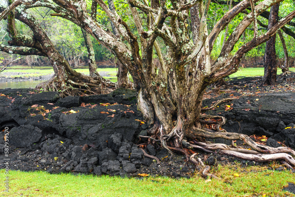 Tree Growing on Lava-Covered Soil in Hawaii Tree Growing on Lava-Covered Soil in Hawaii