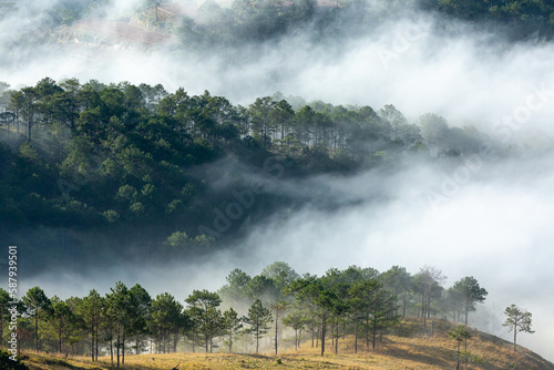 The magical beauty of the pine forests on the hill hidden in fog and cloud in the early morning at Da Lat town. Dalat is one of the most beautiful and the most famous travelling place in Viet Nam.
