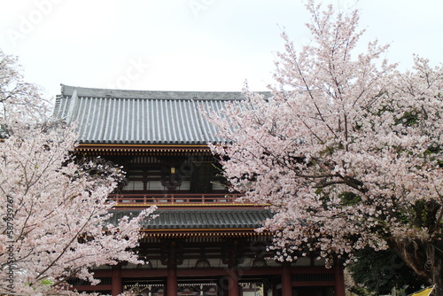 Ikegami Honmonji Temple and cherry blossoms in Tokyo, Japan photo