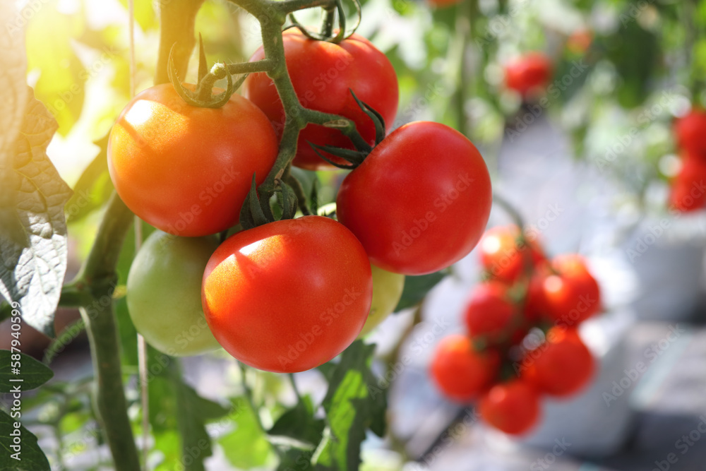 Ripe tomato plants growing in greenhouse, blurred background and copy space.