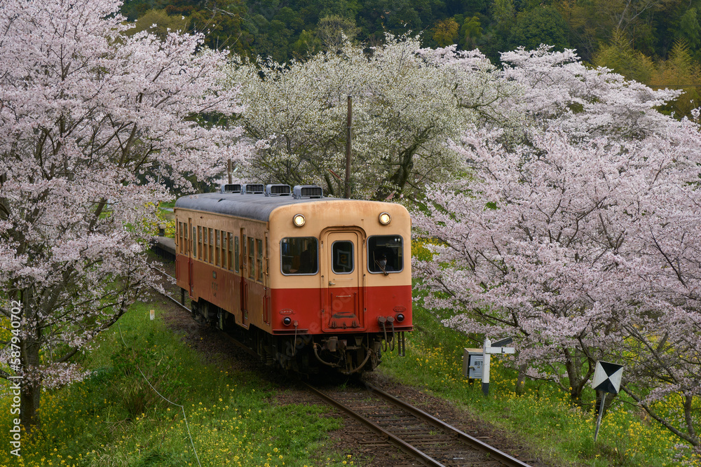 Naklejka premium 桜とレトロ列車 小湊鉄道 飯給駅