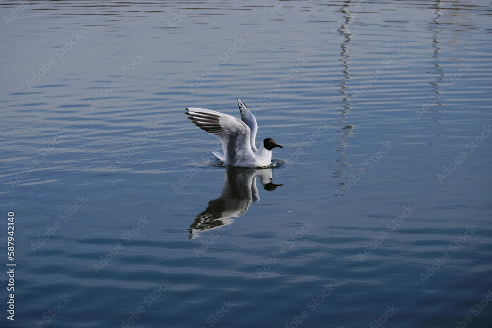 Beautiful seagull flaps its wings on the water. Swimming along water pond. Beautiful seagull flaps its wings on the water. Swimming along water pond.