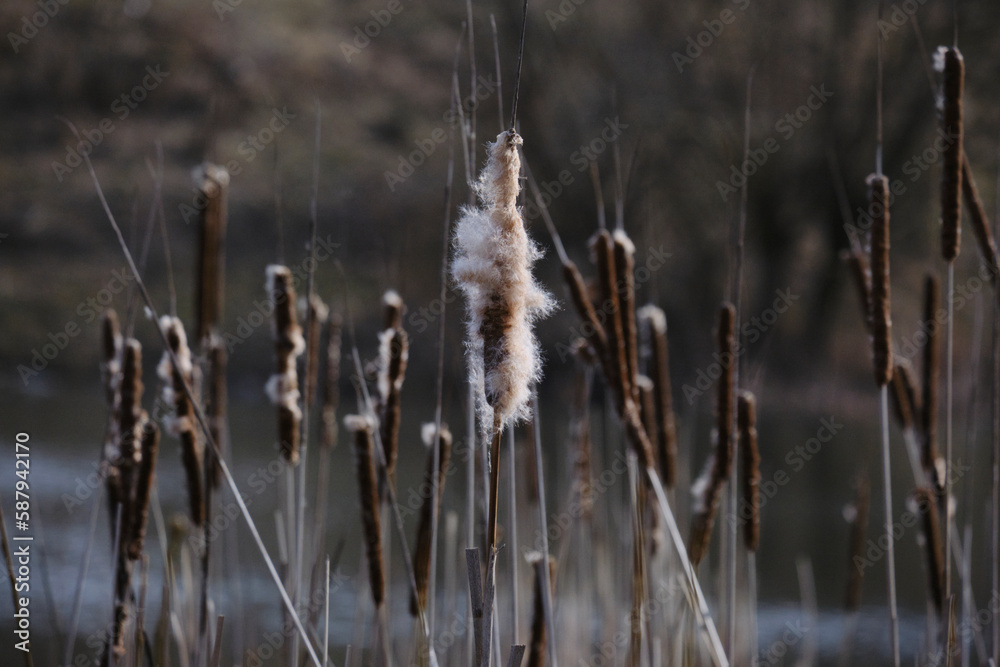 Fototapeta premium Reed mace in early spring. Dry Cattail. Bulrush. Spikes with Fluff. Reeds. Fluffy bushes of cattails.
