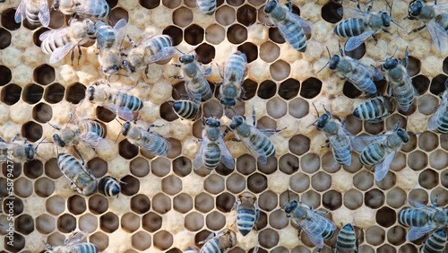 Bee larvae in cells, population reproduction. Beautiful honeycombs with bees close-up. A swarm of bees crawls through the honeycombs, collecting honey. Beekeeping, healthy food.