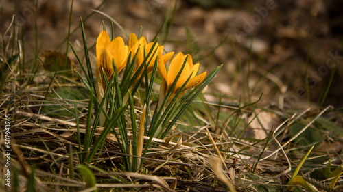 Yellow crocuses - bright, beautiful, tender - the first spring flowers.