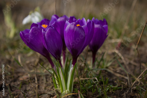 Violet crocuses - bright, beautiful, delicate - the first spring flowers. White, purple lilac - all kinds of colors and paints.