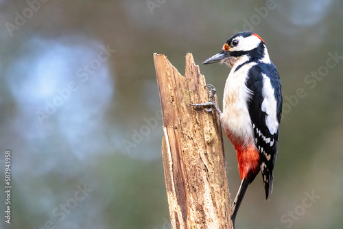 Closeup of a spotted woodpecker