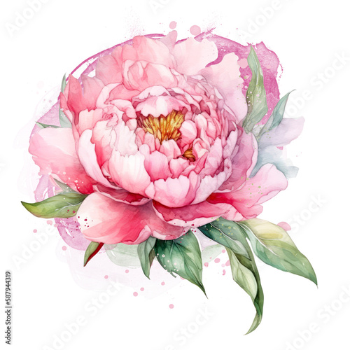 Beautiful watercolor peony on transparent background. Pink and red peony flower for mother day and valentines day postcards and greeting cards. Generative AI.