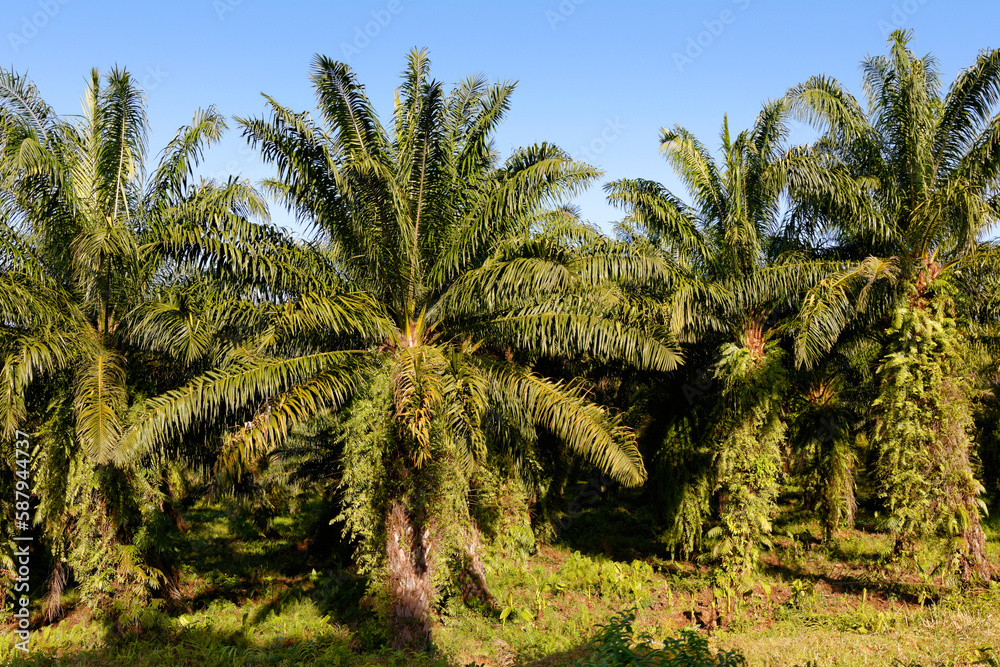 Obraz premium Palmeraie, 