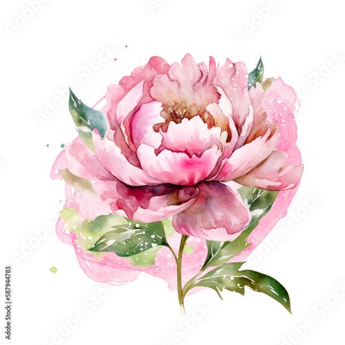 Beautiful watercolor peony on transparent background. Pink and red peony flower for mother day and valentines day postcards and greeting cards. Generative AI.