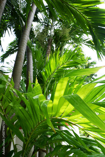 Fototapeta Naklejka Na Ścianę i Meble -  Tropical palm leaves,Tropical green palm leaves background. Tropical plants background.