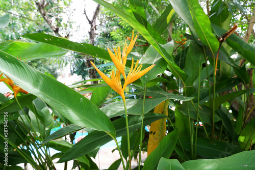 Yellow bird of paradise flowers plant with tropical green leaves. Tropical plant background.