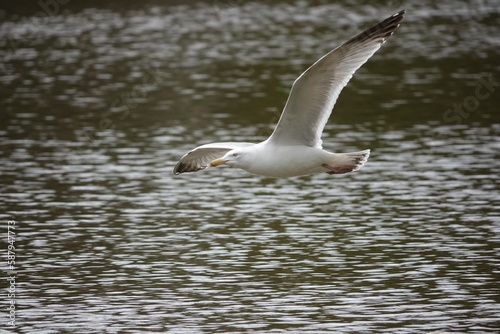 Un goéland en vol au dessus d'un étang © Romain P19