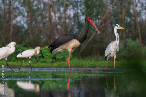 Black stork in a pond