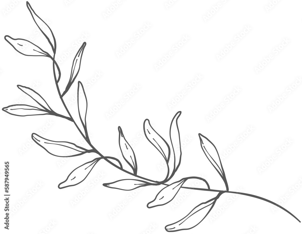 hand drawn floral elements.Floral line. hand drawn floral elements.Floral line.