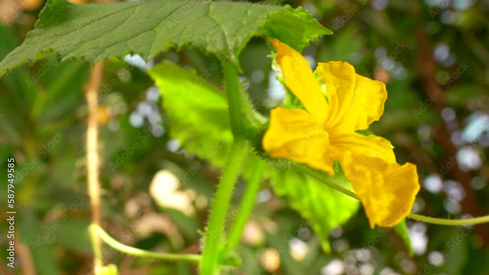 Yellow cucumber flower against blue sky