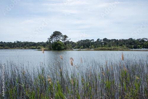 des roseaux sur le rivage photo