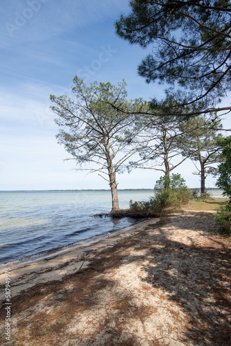 des arbres sur la plage photo