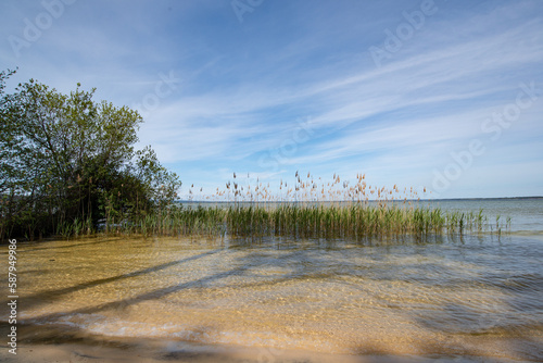 des roseaux au bord du lac