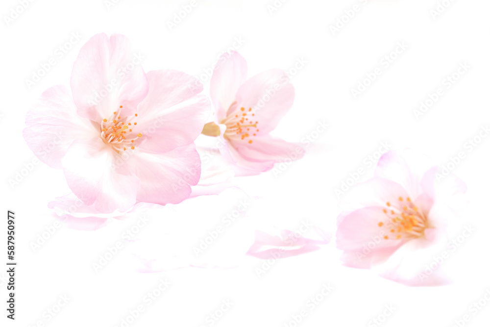 桜 花びら ピンク 白 春 背景