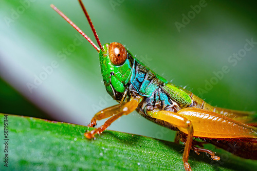 close-up rainbow grasshopper on green leaf