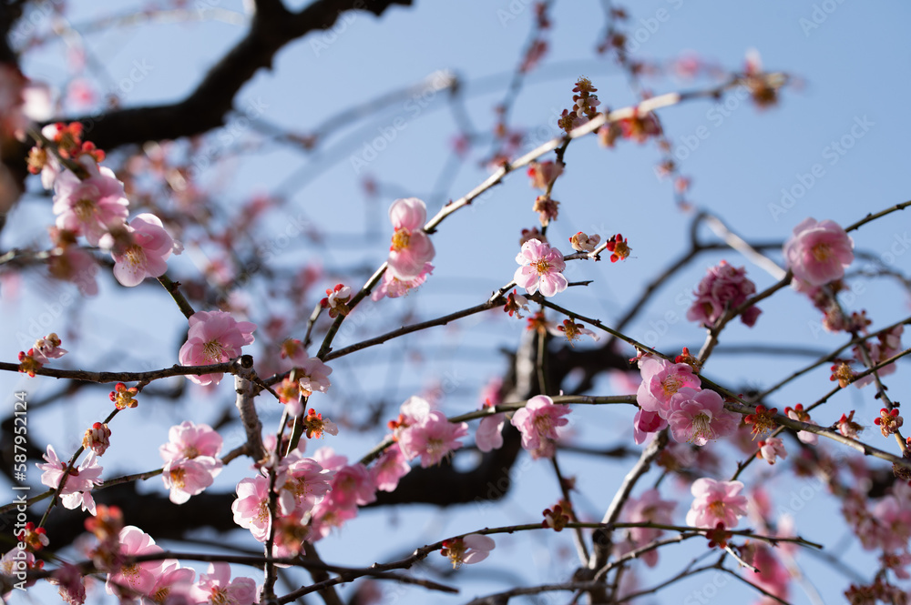 青空に映える梅の花 青空に映える梅の花