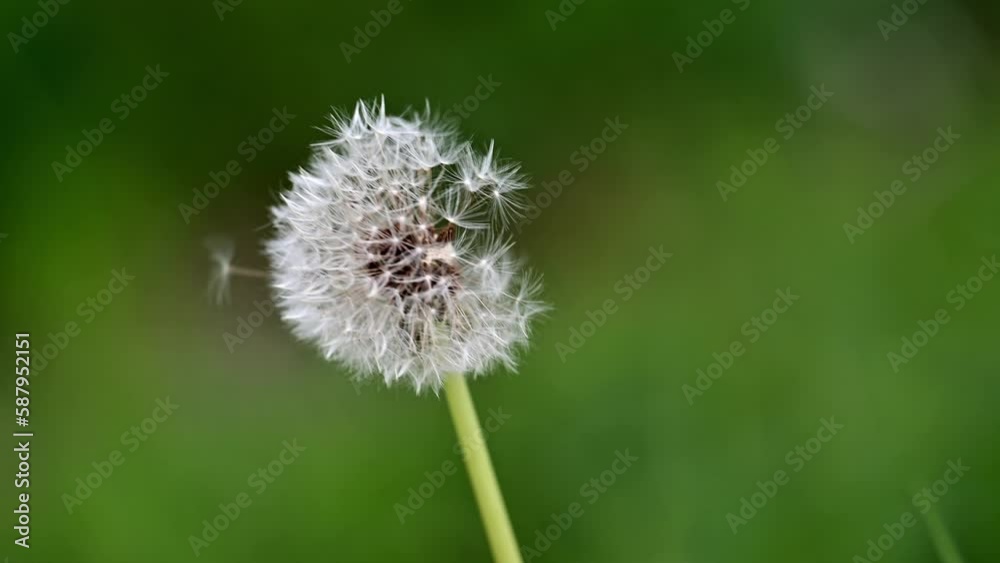 春風に揺れるタンポポ