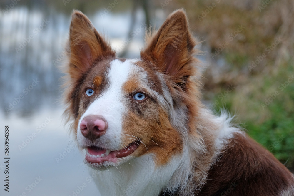 A tri coloured red merle border collie stood on a river bank, Surrey, UK.