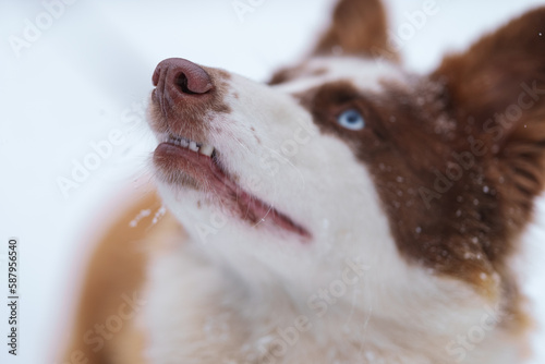 Ginger laika dog portrait in winter