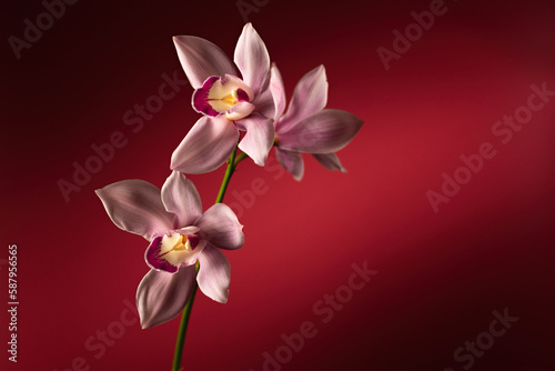 Cymbidium orchid flowers on red background  place for text