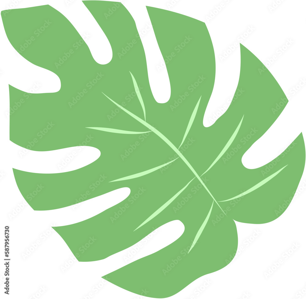 Exotic tropical leaves. Monstera plant leaf. Exotic tropical leaves. Monstera plant leaf.