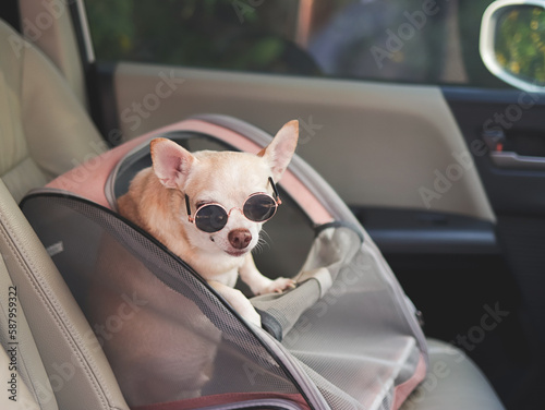 brown short hair chihuahua dog wearing sunglasses  standing in  pet carrier backpack with opened windows in car seat. Safe travel with pets concept. © Phuttharak