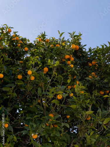 Citrus tree with oranges in Nice city France