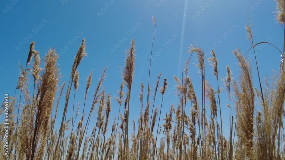 thickets of reeds against the blue sky, shot in move from right to left thickets of reeds against the blue sky, shot in move from right to left