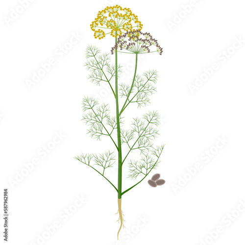 Dill plant with flowers and fruits on a white background.