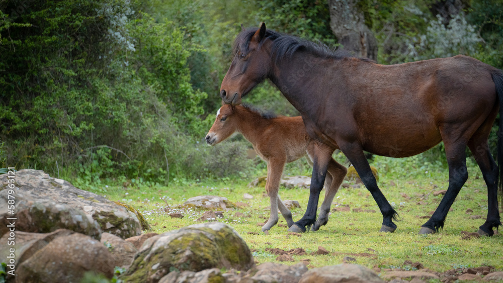 Giara horses graze in their natural environment, Giara di Gesturi, South Sardinia
Giara horses graze in their natural environment, Giara di Gesturi, South Sardinia