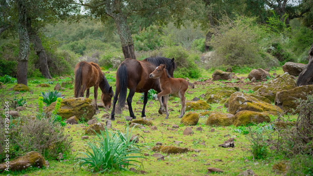 foal of the Giara Cavallini breed, protected by its mother, playing in its natural environment, Giara di Gesturi, South Sardinia
foal of the Giara Cavallini breed, protected by its mother, playing in its natural environment, Giara di Gesturi, South Sardinia