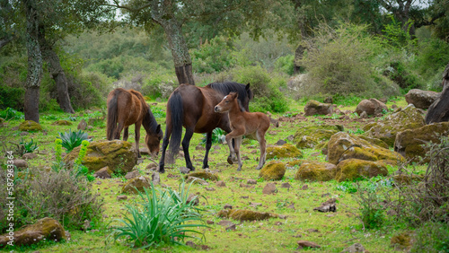 foal of the Giara Cavallini breed, protected by its mother, playing in its natural environment, Giara di Gesturi, South Sardinia 
