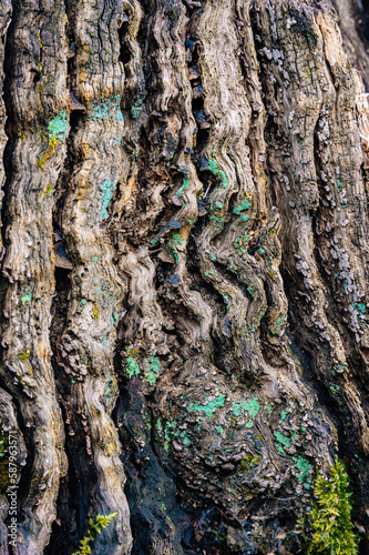 Close Up of Tree Bark 