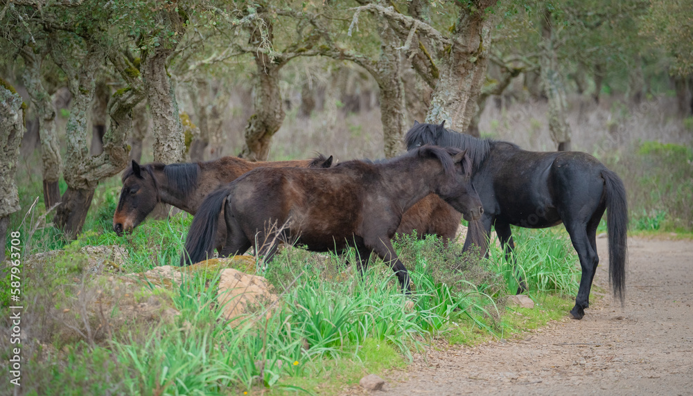 Giara horses graze in their natural environment, Giara di Gesturi, South Sardinia
Giara horses graze in their natural environment, Giara di Gesturi, South Sardinia