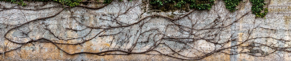 Ivy tendril imprint and dry branches on a wall Ivy tendril imprint and dry branches on a wall