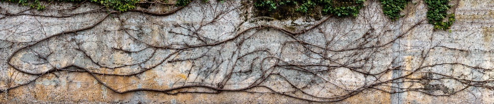 Ivy tendril imprint and dry branches on a wall