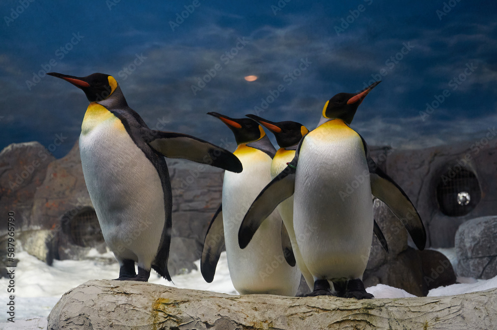 Fototapeta premium 4 Penguins on Snowy Rocks