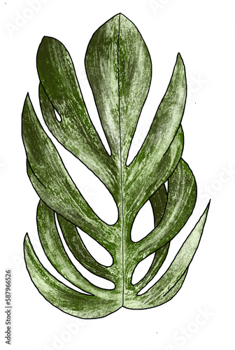 Rainforest Plant leaf isolated on white illustration Amydrium Zippelianum Variegated Araceae photo