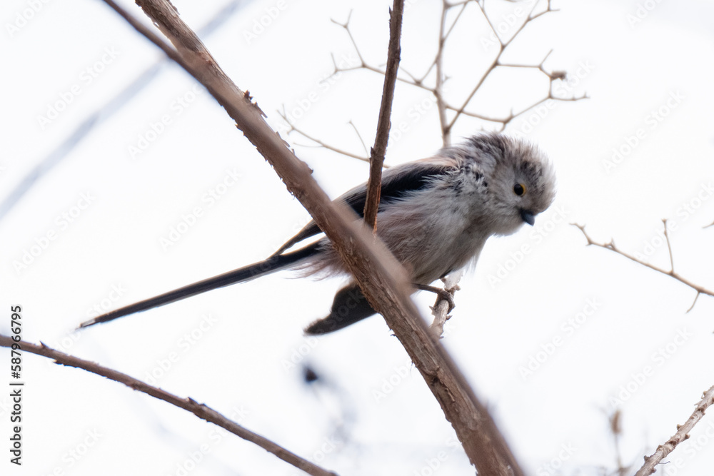Obraz premium Long-tailed tit with ruffled feathers
