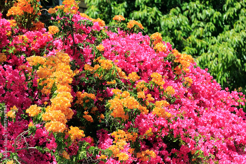 Adorable dense bougainvillea