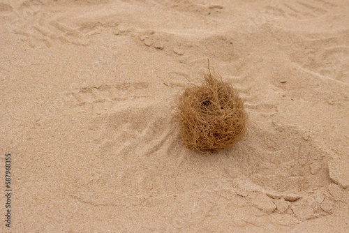Cuadro en lienzo Tubleweeds on the desert, Spain